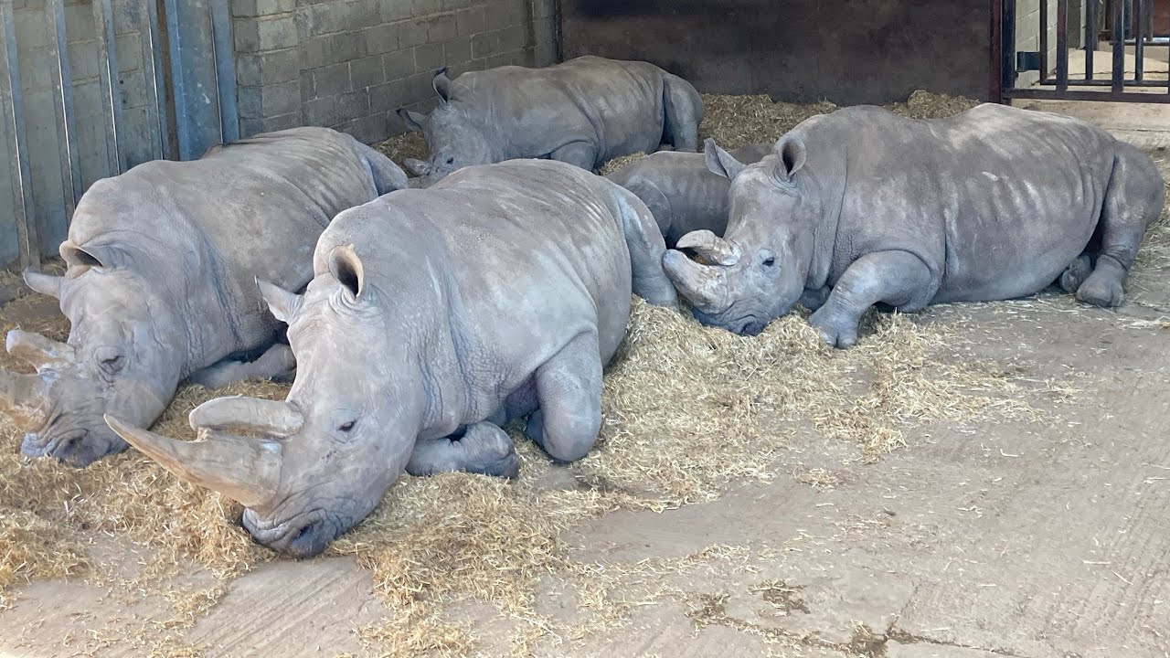 The Zoo at Christmas 🎄 ZSL Whipsnade