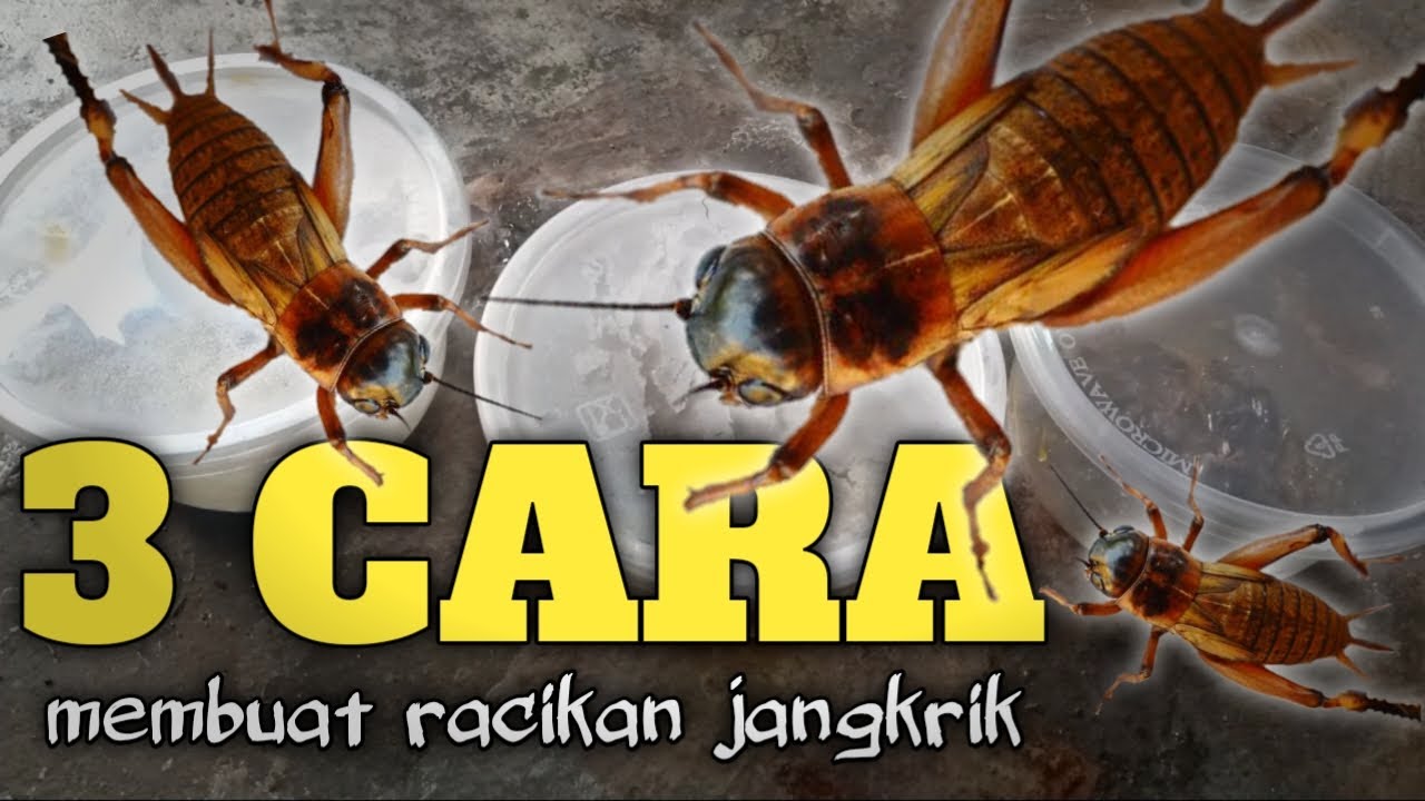 3 CARA MEMBUAT RACIKAN JANGKRIK ‼️ UMPAN LELE TERJITU