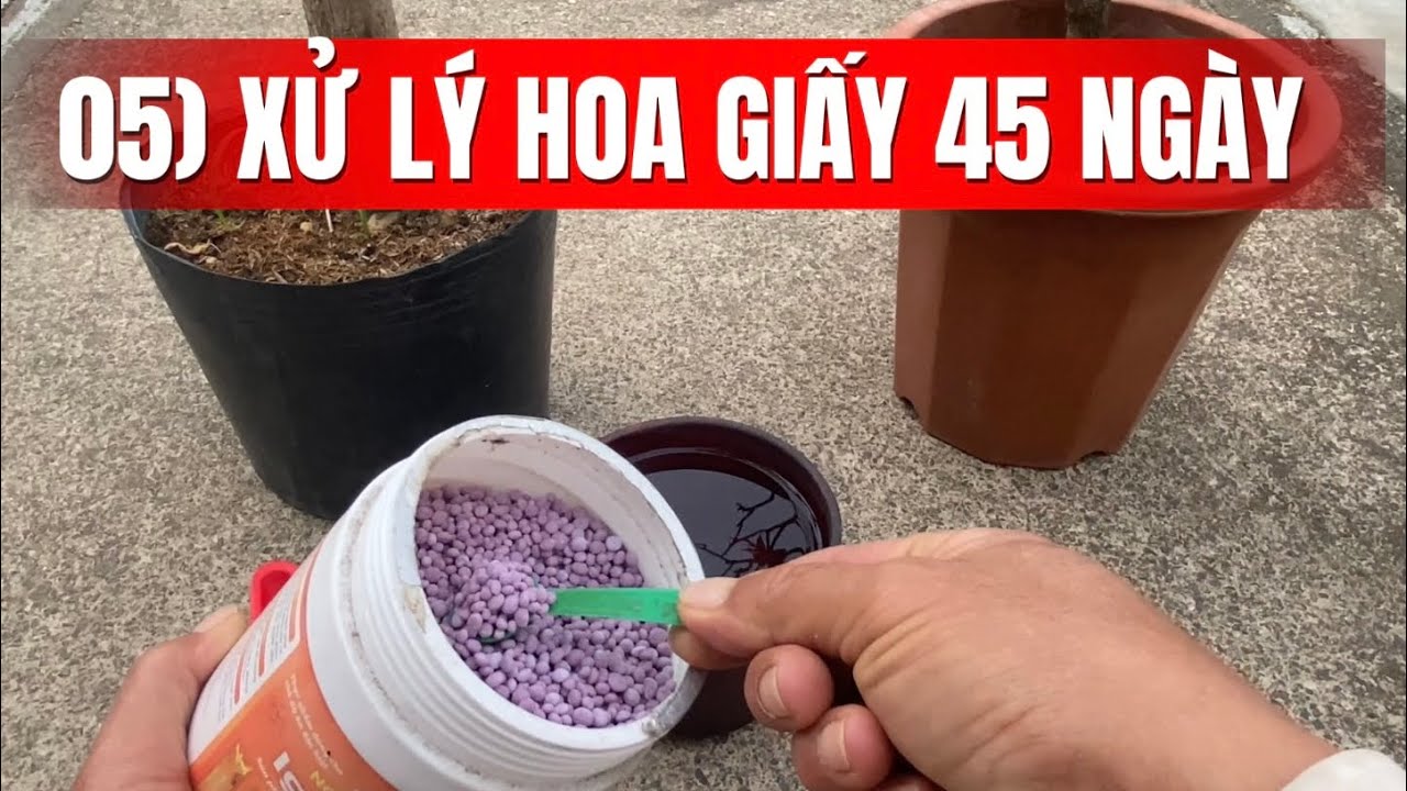 05) Способ обработки бугенвиллии для цветения за 45 дней, как раз к Тет (вьетнамскому лунному Нов...