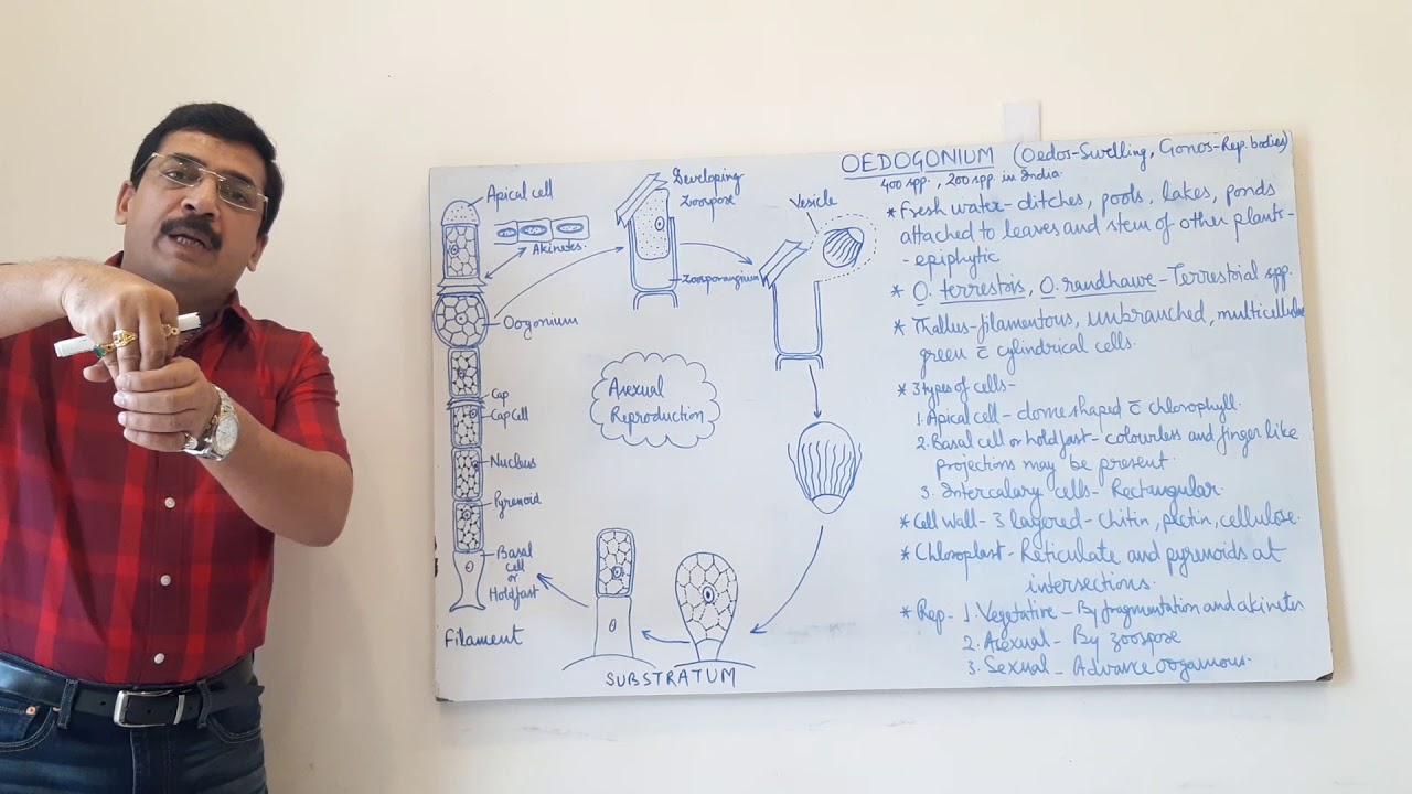 Oedogonium -1- general and asexual reproduction for B.Sc. first year and M.Sc. first year.