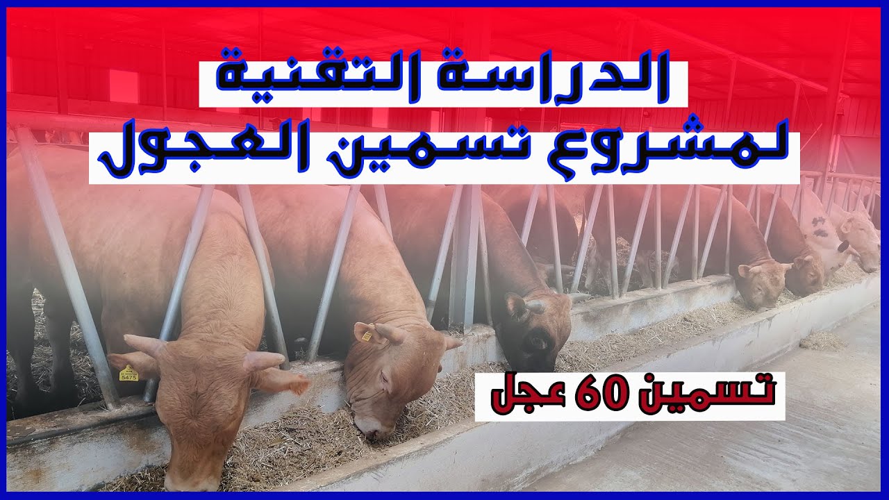 دراسة الجدوى 2021 || الدراسة التقنية لمشروع تسمين العجول المستوردة