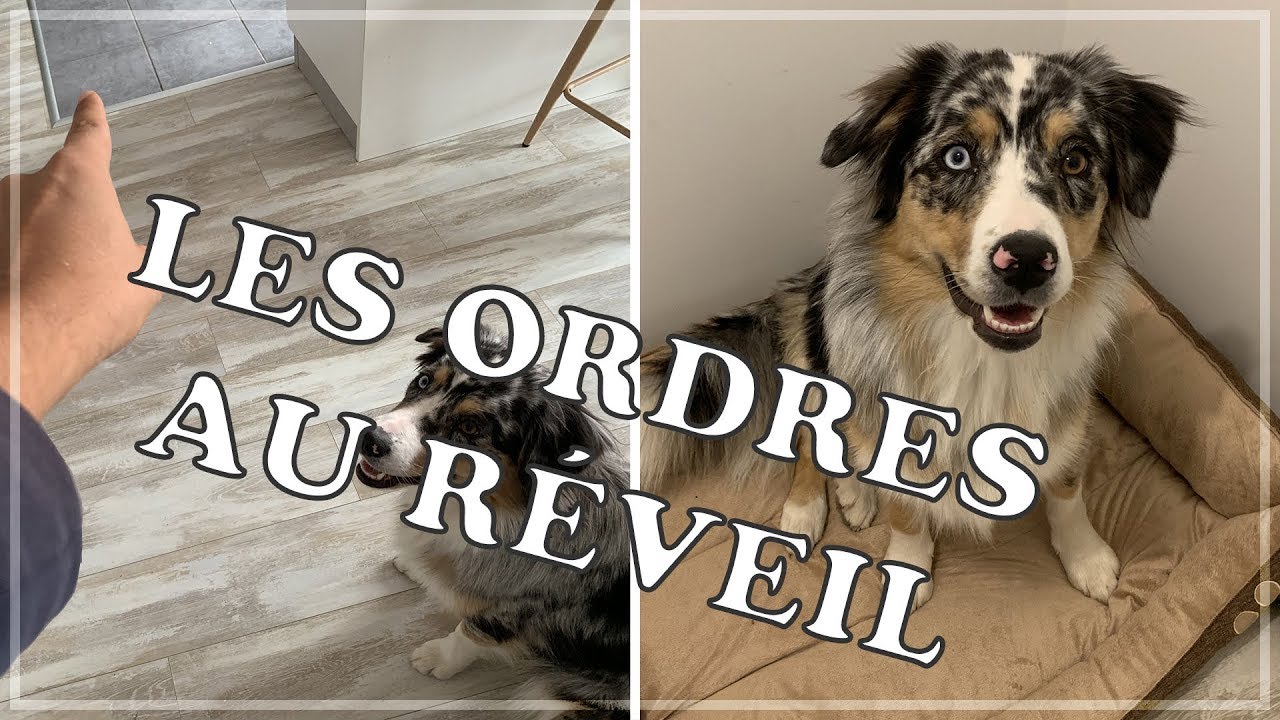 LES ORDRES MAÎTRISÉS EN 1 AN et au réveil ! | BERGER AUSTRALIEN