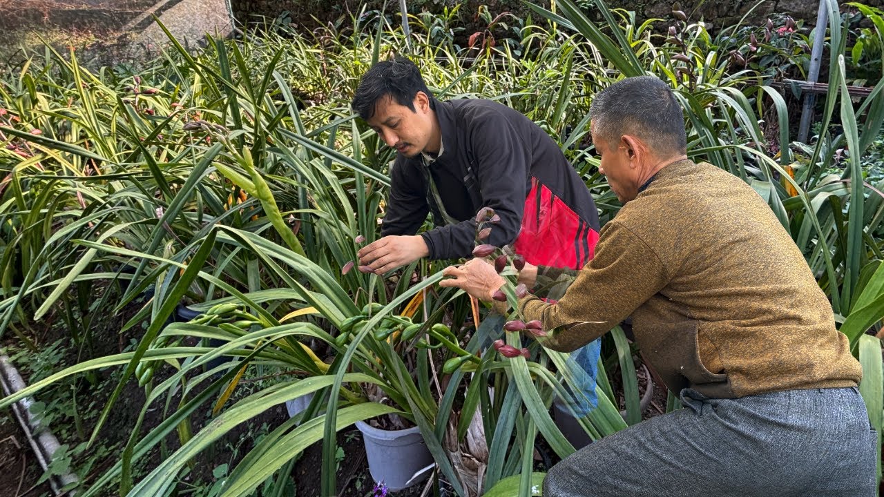 Our village known as a floricultural village #Simkharka #cymbidium orchid || vlog #devirai@sikkim