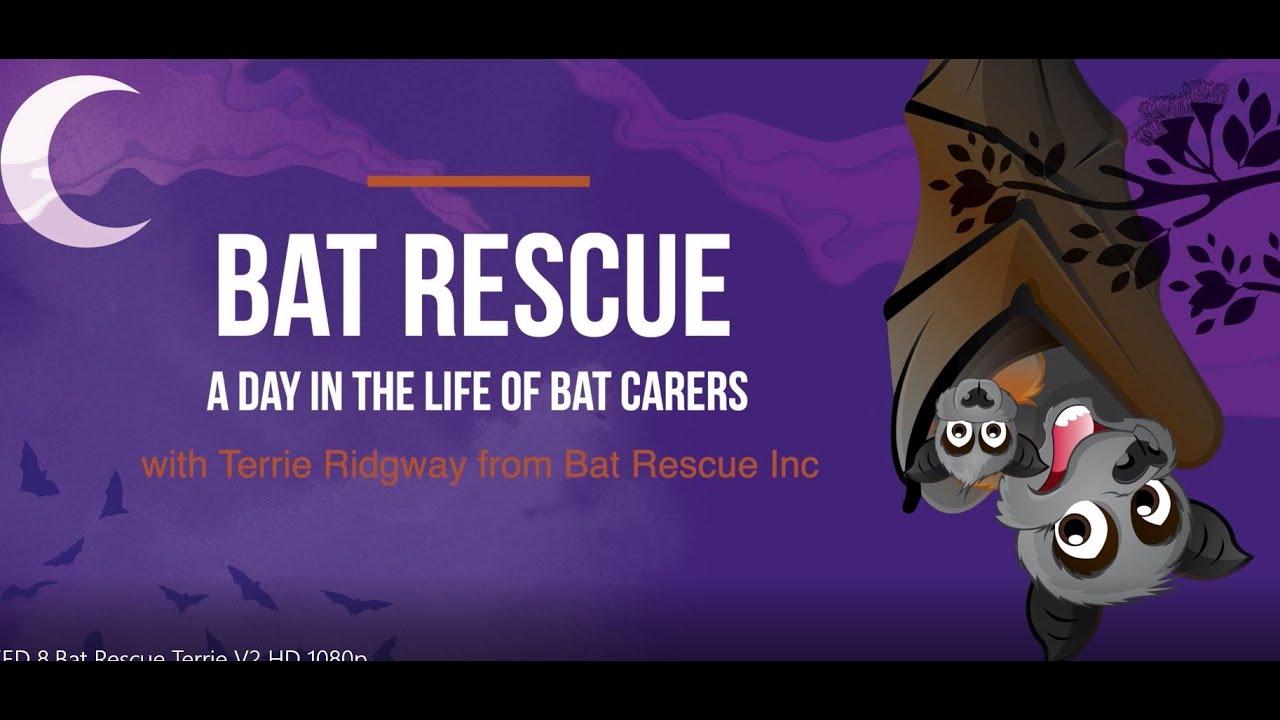 A day in the life of Terrie, a Sunshine Coast Bat Rescue Carer