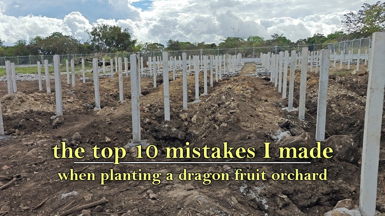 10 ошибок, которые я допустил при строительстве своего первого сада драконьего фрукта