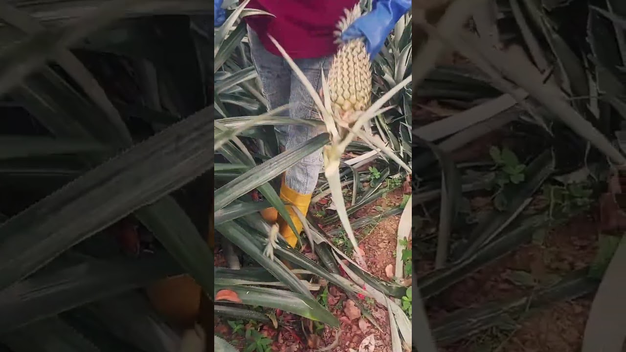 අන්නාසි අස්වැන්න නෙලීම