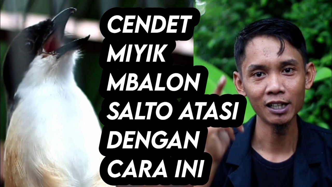 Burung CENDET Miyik,mbalon,salto Atasi dengan cara ini|| Versi AinaBirdFarm