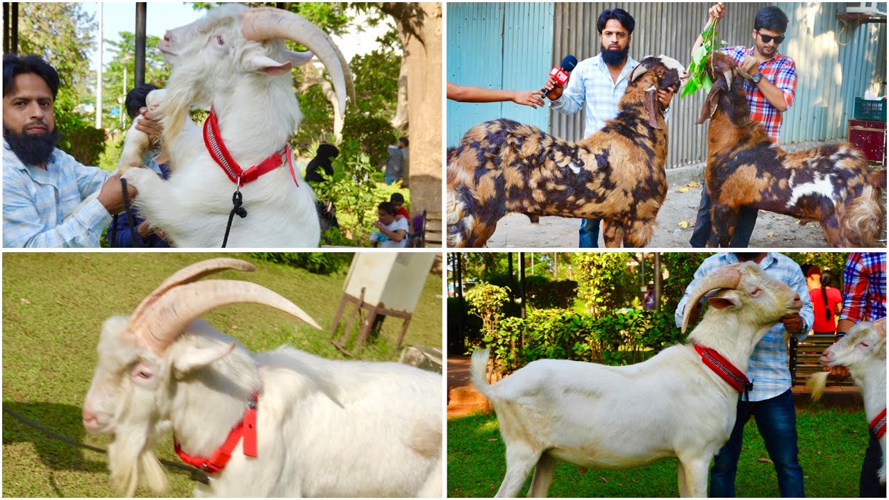 Import Bloodline Saanen Goats & Tall Gujri, Ajmera Anduls at Al Khan Goats Jogeshwari Mumbai