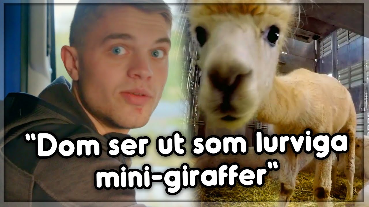 Mattias tansporterar alpackor till finska gränsen?! | Svenska Truckers
