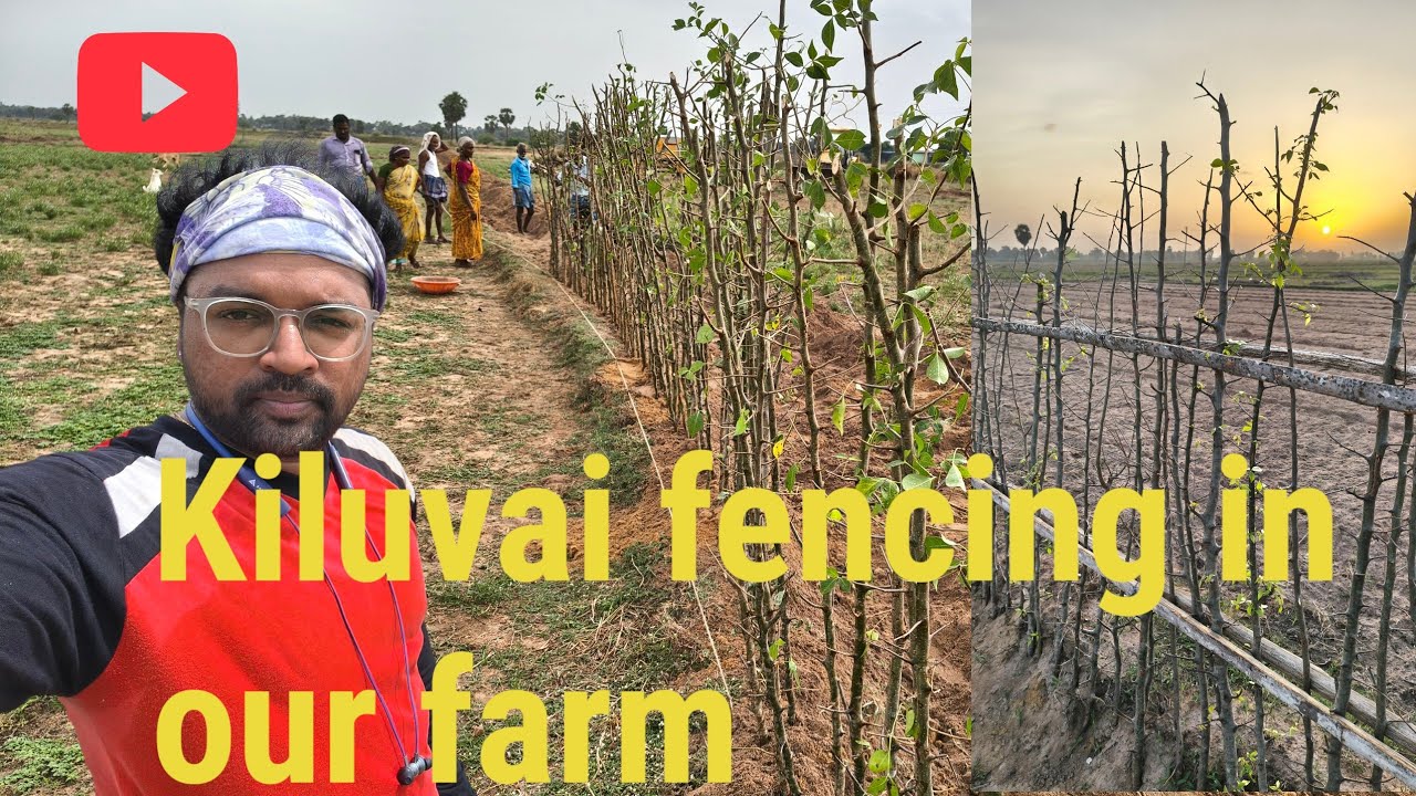 கிளுவை உயிர் வேலி அமைக்கும் முறை | Kiluvai kuchi Biofencing Method 