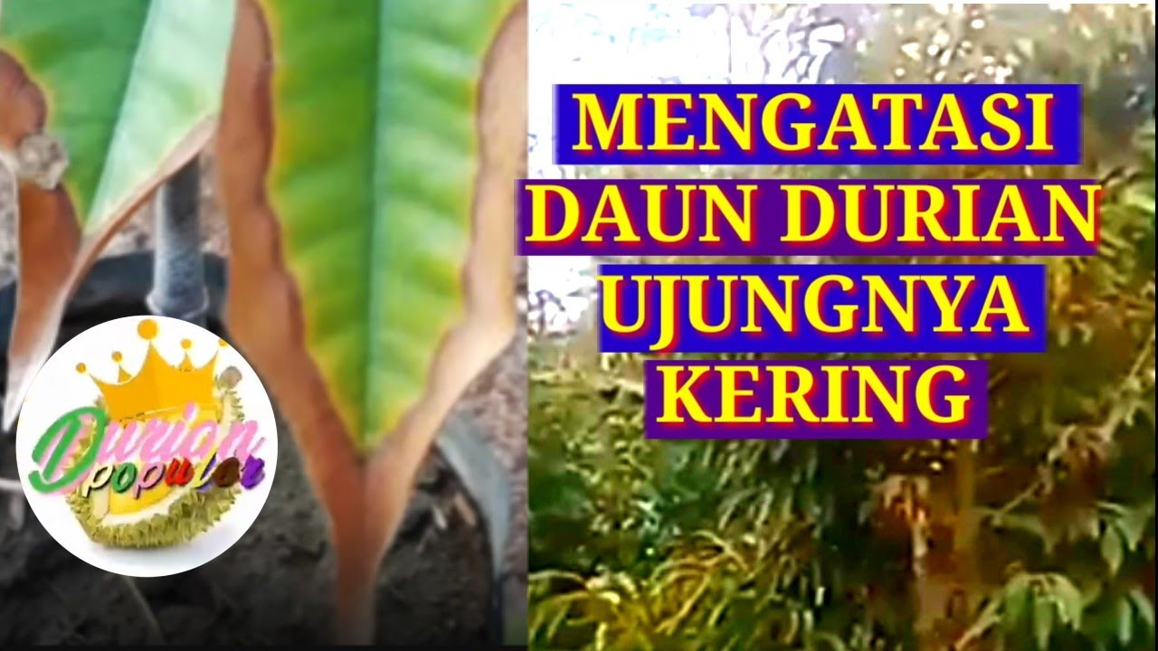 UJUNG DAUN DURIAN MENGERING