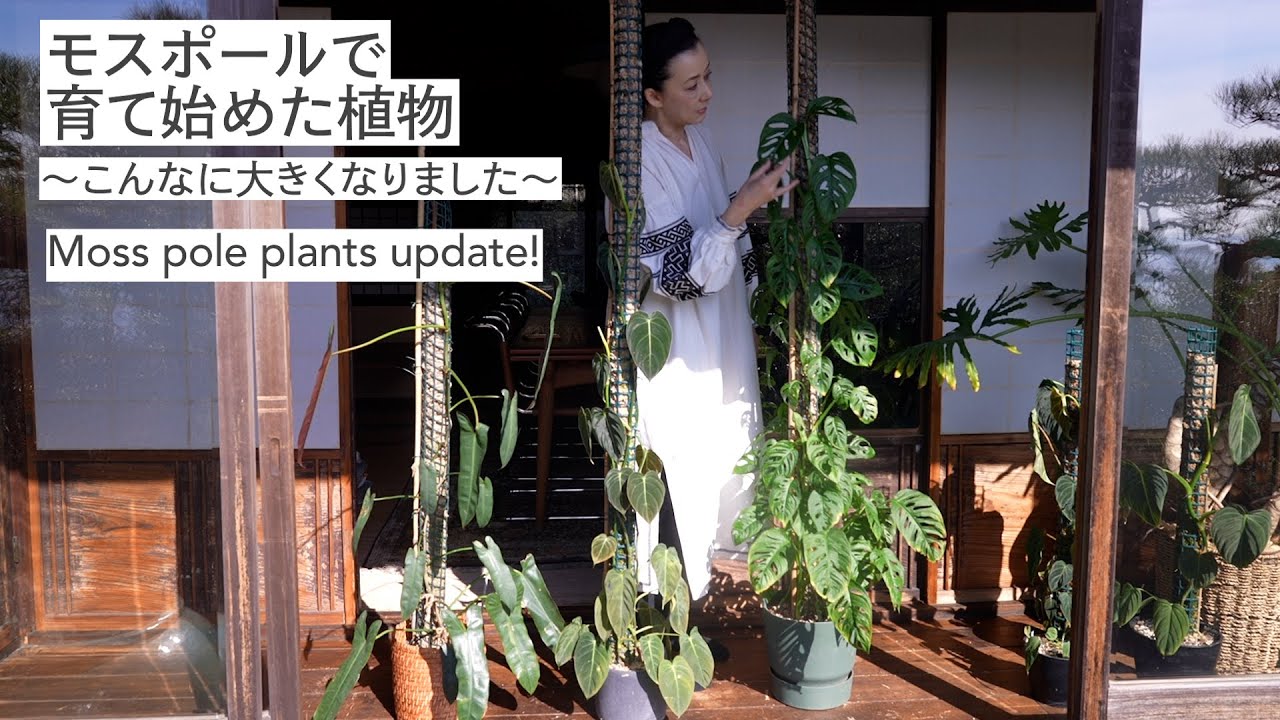 #44 モスポールで育て始めた植物 ～こんなに大きくなりました～ MOSS POLE PLANTS UPDATE!