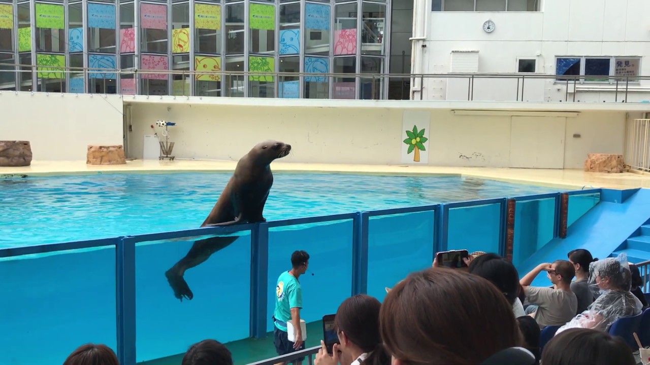 伊豆・三津シーパラダイス ショースタジアム ドルフィンザブーン アシカ トド イルカ 2019-08-18
