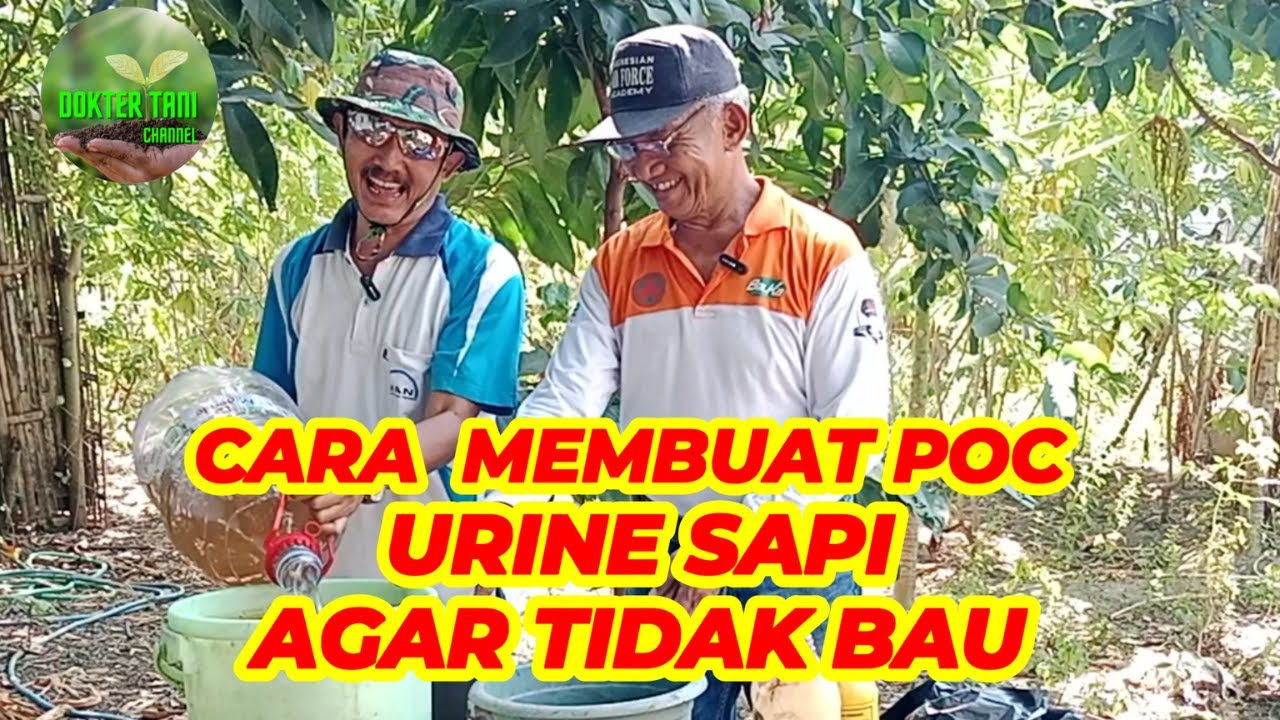 URINE SAPI SEBAGAI PUPUK ORGANIK CAIR #pupukorganikcair #urine