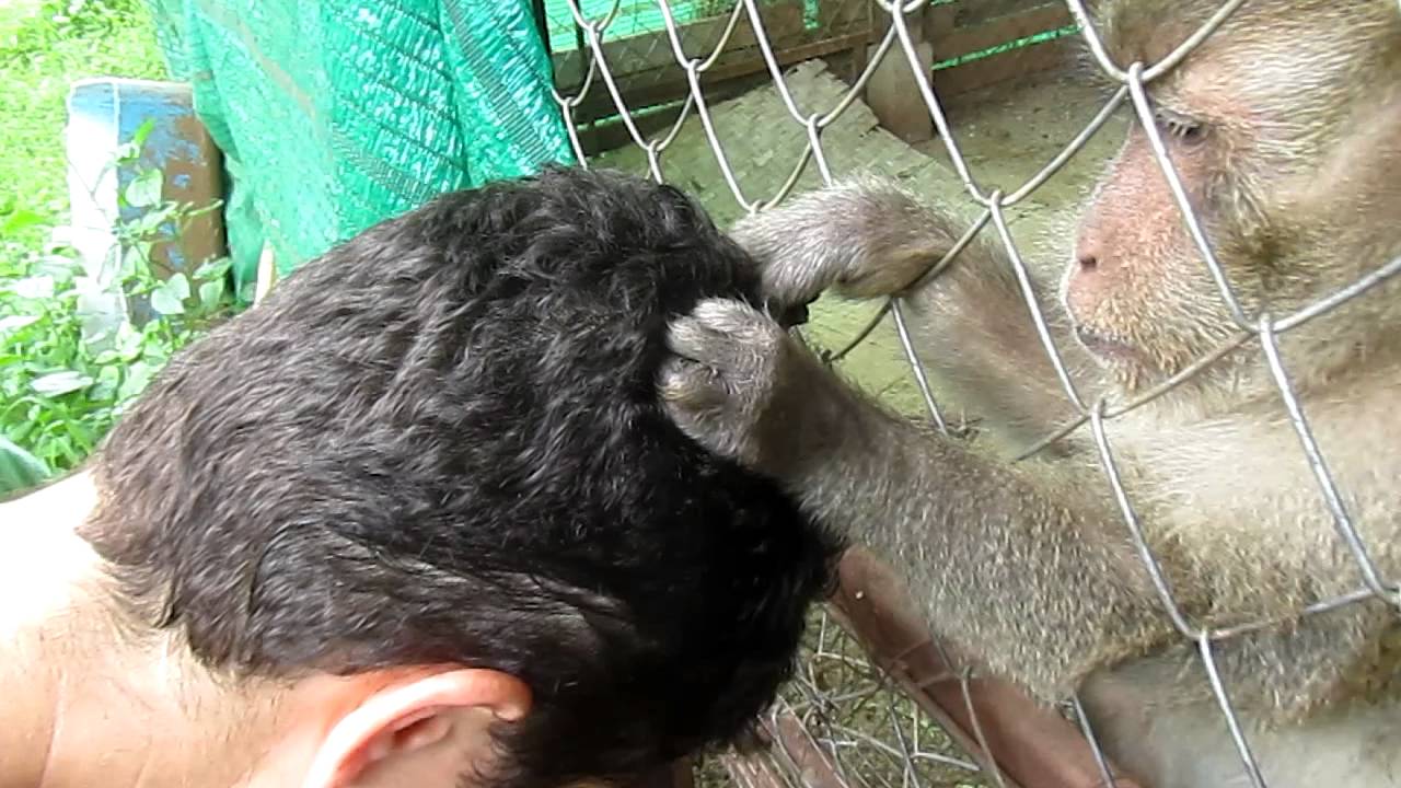 Mindy getting groomed by a monkey