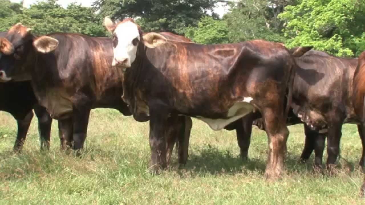EMPRESARIOS DEL CAMPO ASONORMANDO DIBULLA - GUAJIRA 31/10/2015