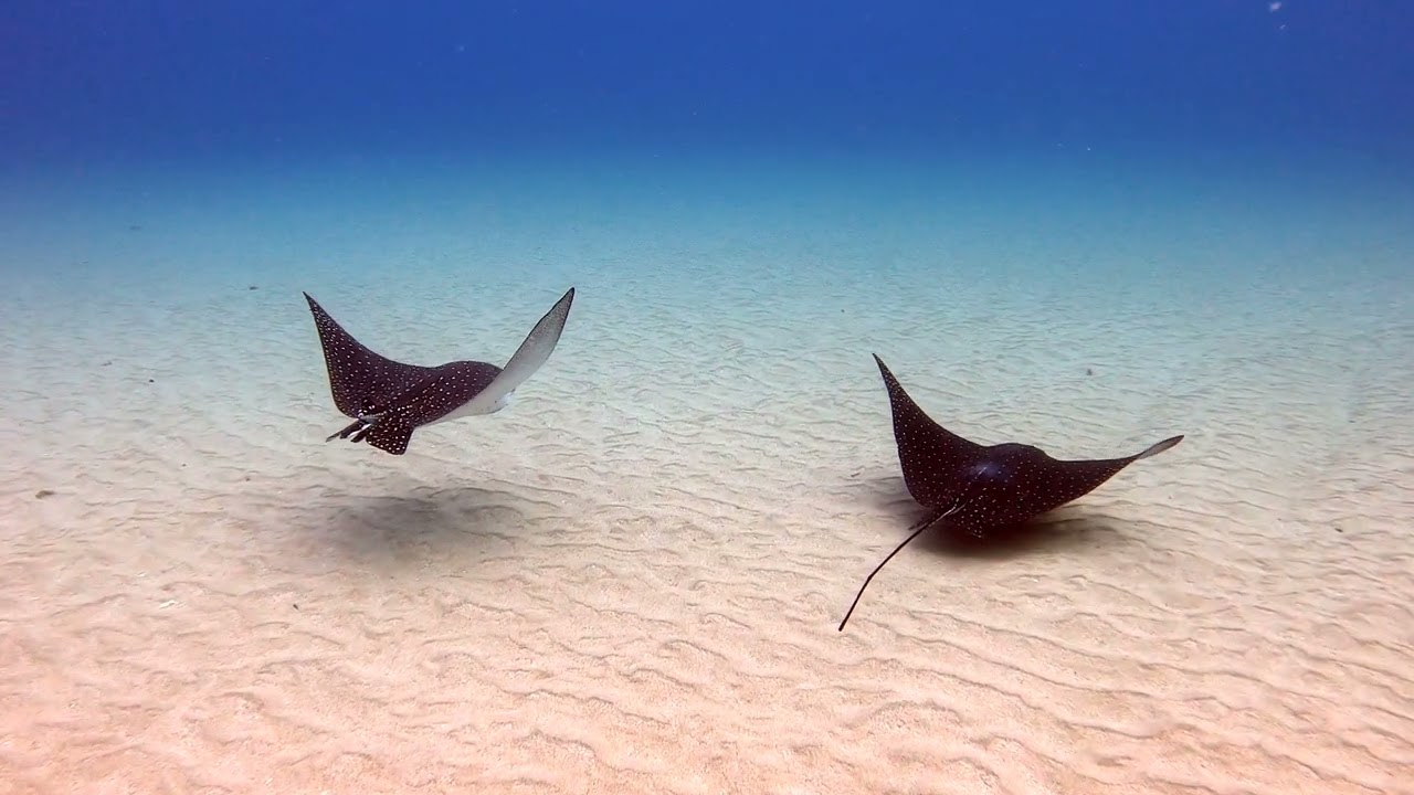 Compilation of dive video in Maui