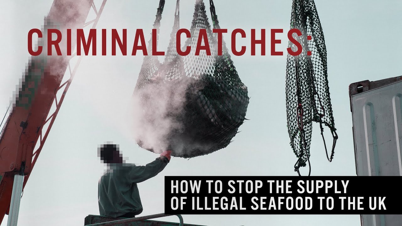 Criminal catches: How to stop the supply of illegal seafood to the UK – an EJF film