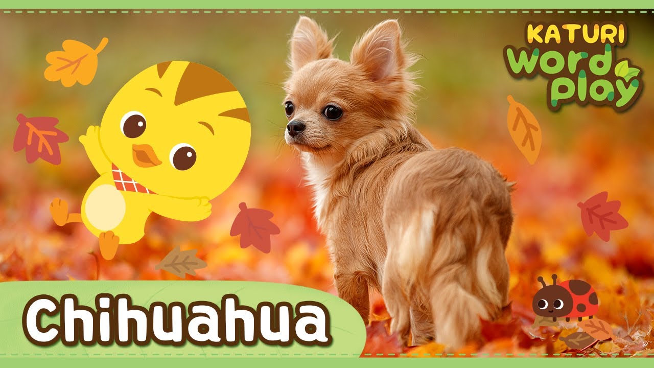 * Chihuahua * | Katuri Word Play | Learn Animals | Animals for kids to learn