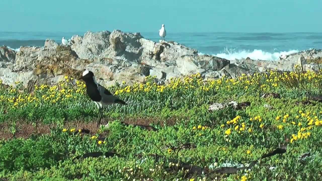 Gansbaai South Africa - A scenic tour