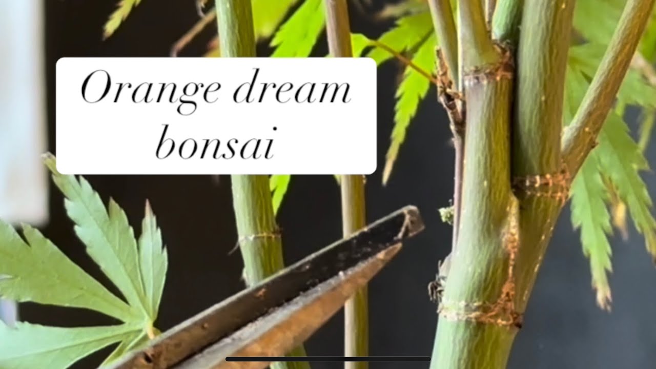 Orange dream bonsai in training @Bonsaicrazy