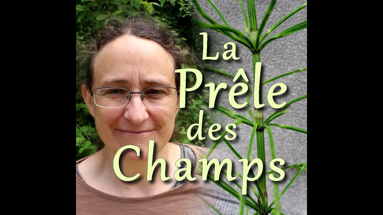 Prêle des champs  | Une plante reminéralisante à bien identifier