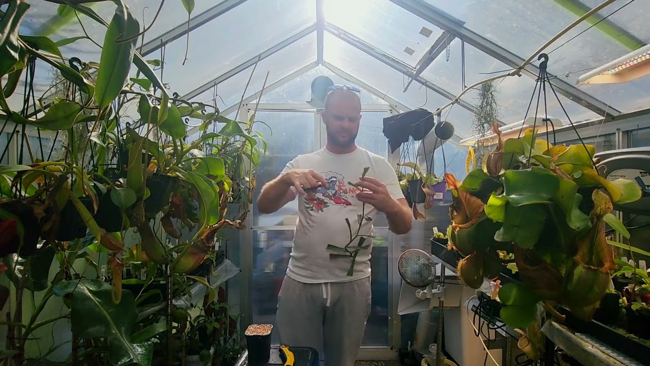 nepenthes cuttings tips and tricks