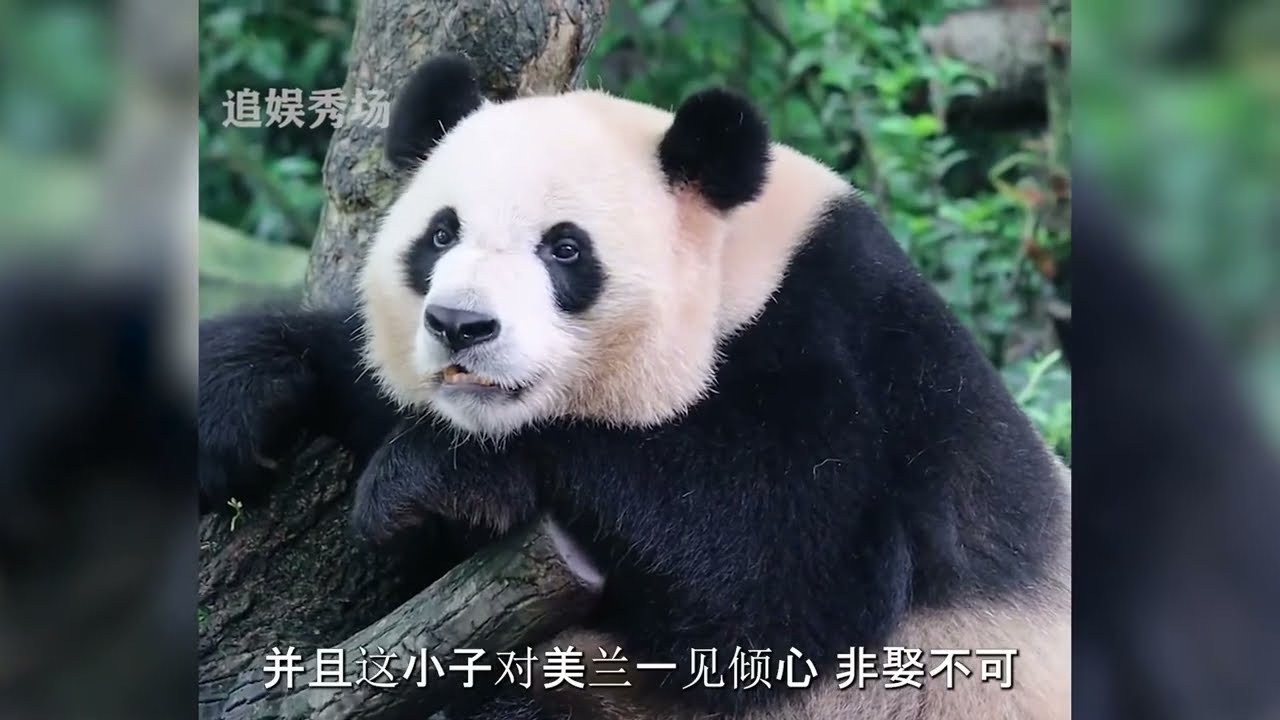 “跑得飞快”熊猫：下班有多积极？晚跑一秒就是对自己的不尊重！