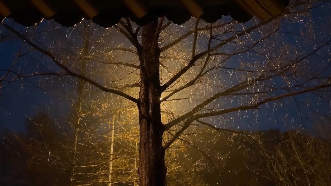 Goodbye Insomnia with Heavy Rain & Thunder Growls on a Stale Tin Roof in Foggy Murky Forest at Night