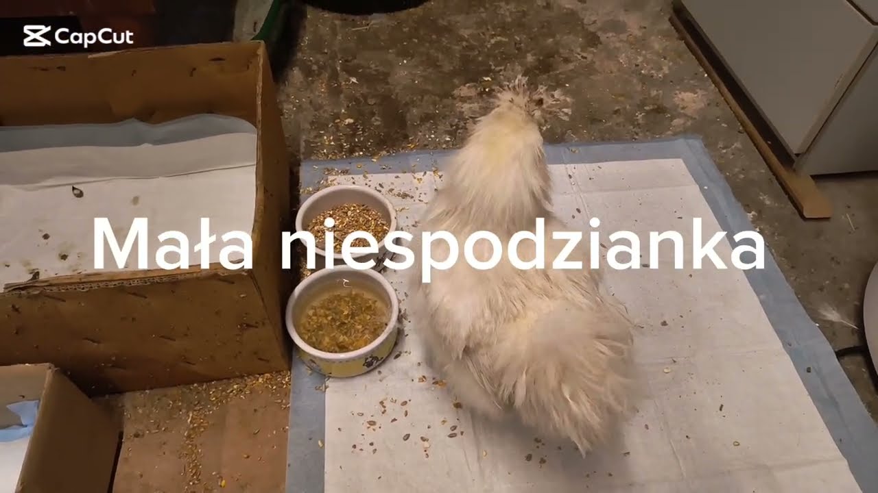 Mała niespodzianka 