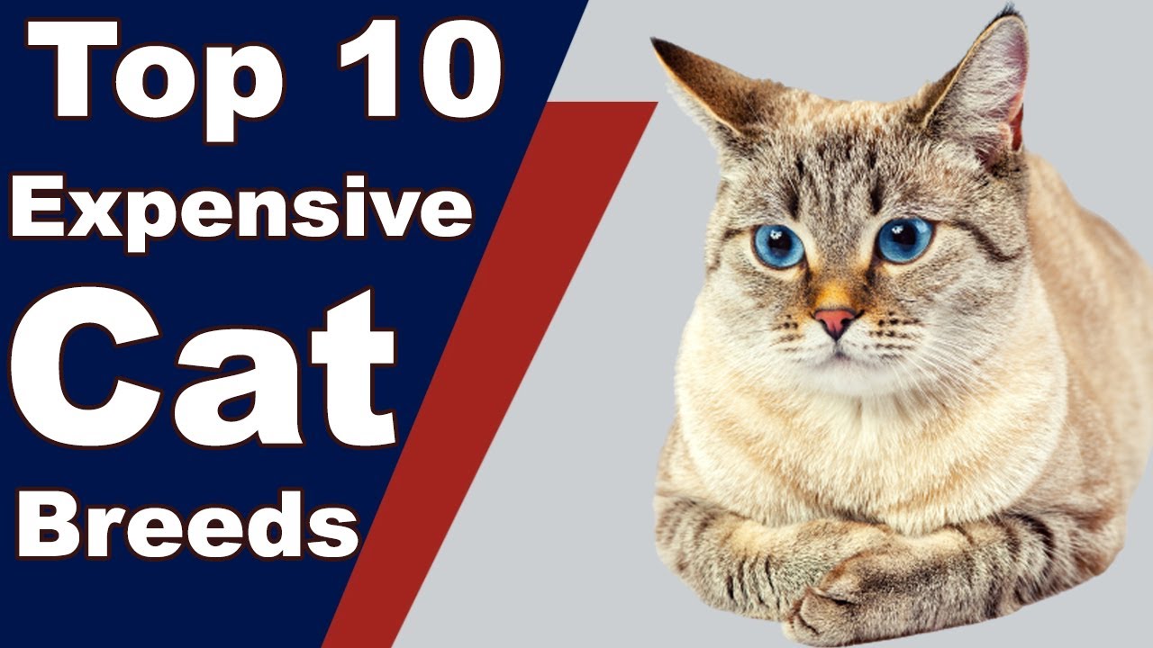 Top 10 Most Expensive House Cat Breeds in the World 2021