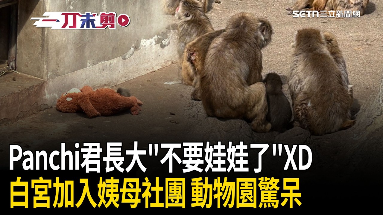 一刀未剪｜長大了「不需要娃娃了」XD！日本小猴Panchi君變身超級巨星&hellip;白宮也加入「全球姨母」行列 動物園超驚訝