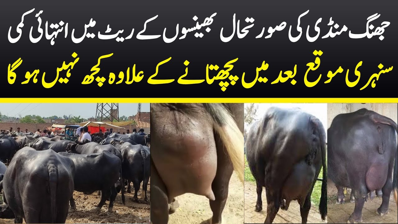 Buffaloes Fresh Rates Update • Malumor Mandi Jhang • Pashu Mandi Punjab