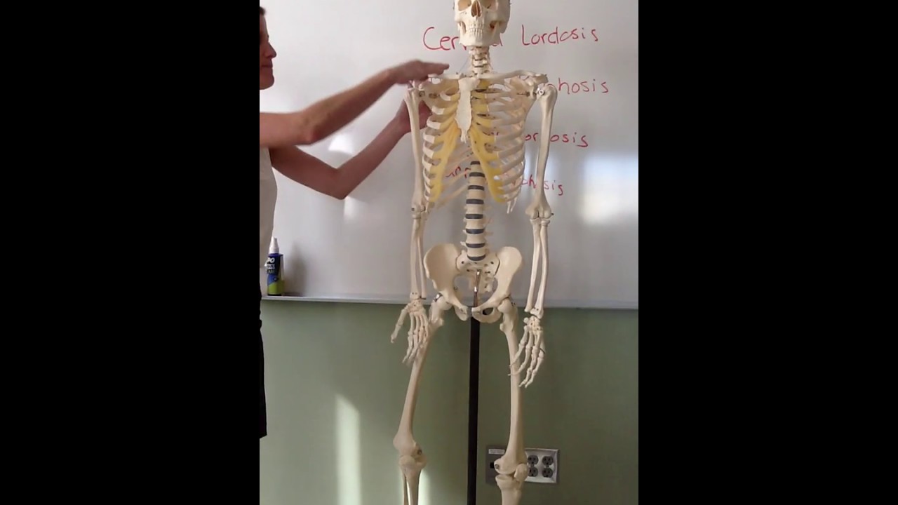 Skeletal System: Bones of Axial Skeleton (spine, rib cage)