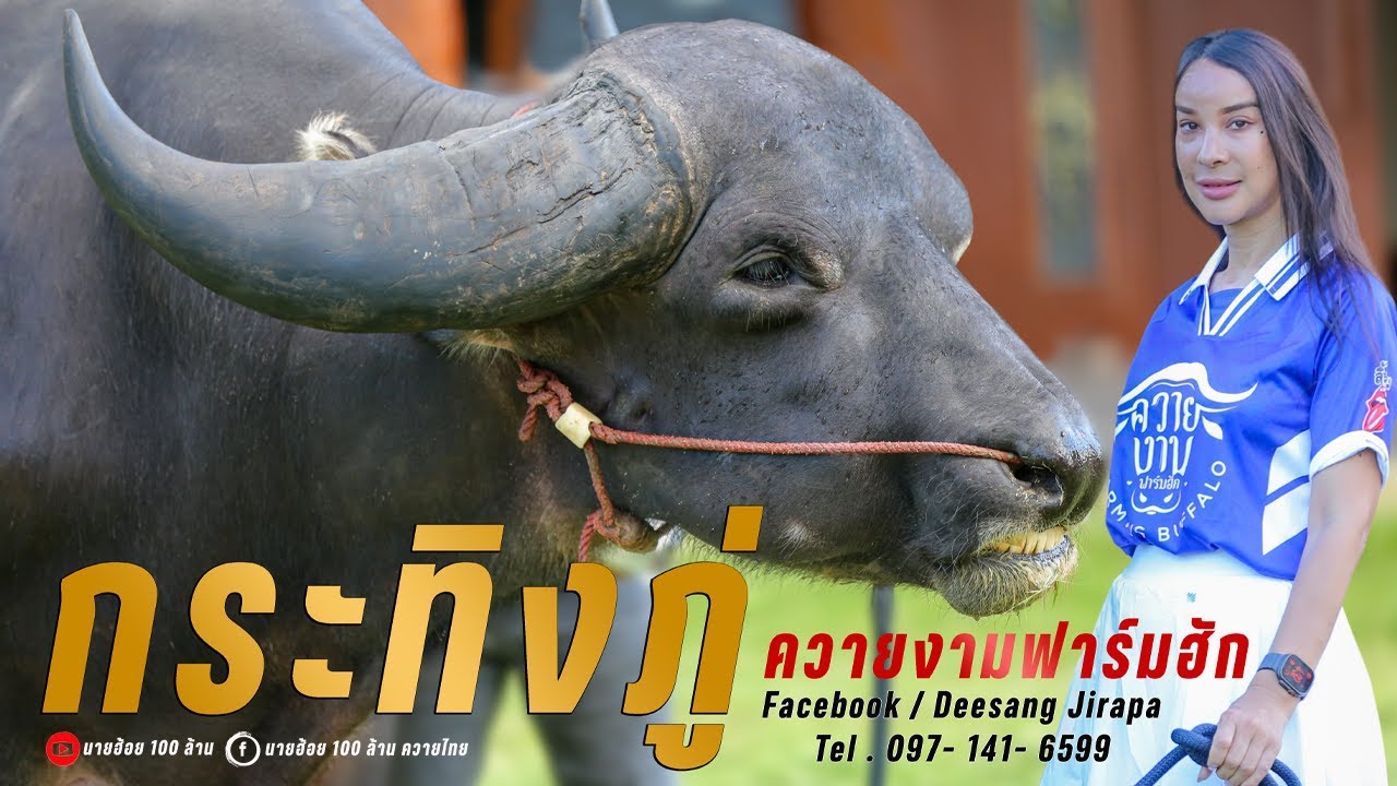 จ้าวกระทิงภู่ มาดามเจสซี่ปลุกควายยักษ์ตัวนี้กลับมาเป็นพ่อพันธุ์แนวหน้าอีกครั้งที่ชัยภูมิ 097-4146599