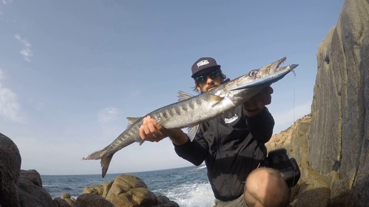 Pesca Spinning in Sardegna | Barracuda in scogliera - Live strike