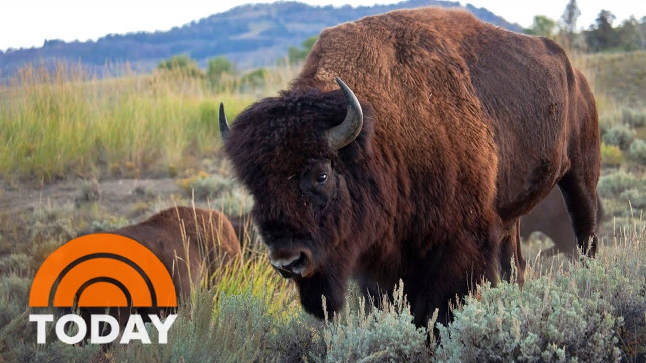 Inside Ranchers’ Efforts To Save The American Bison