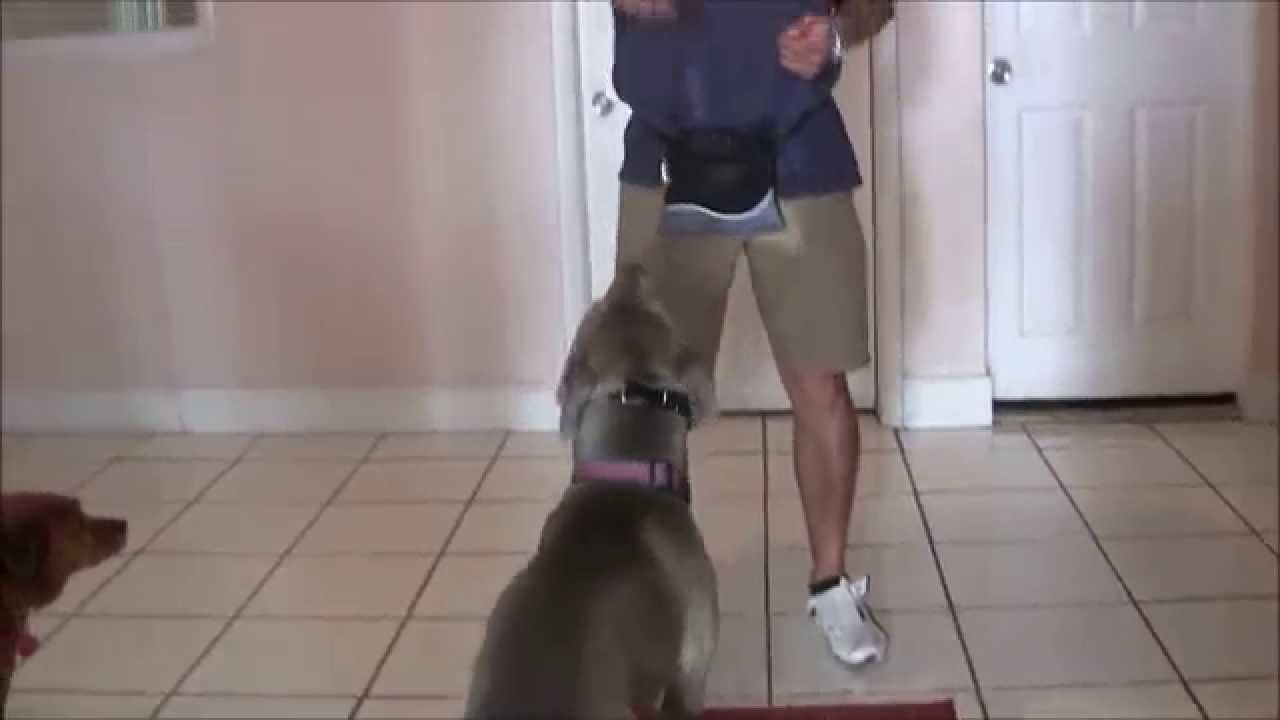 Teaching a dog to walk backwards away from you, spin and come back backwards