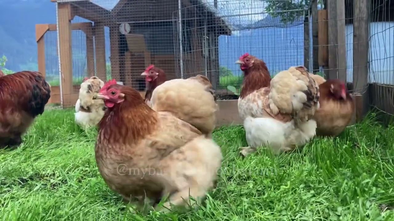 Wheaten colour project bantam cochin chickens