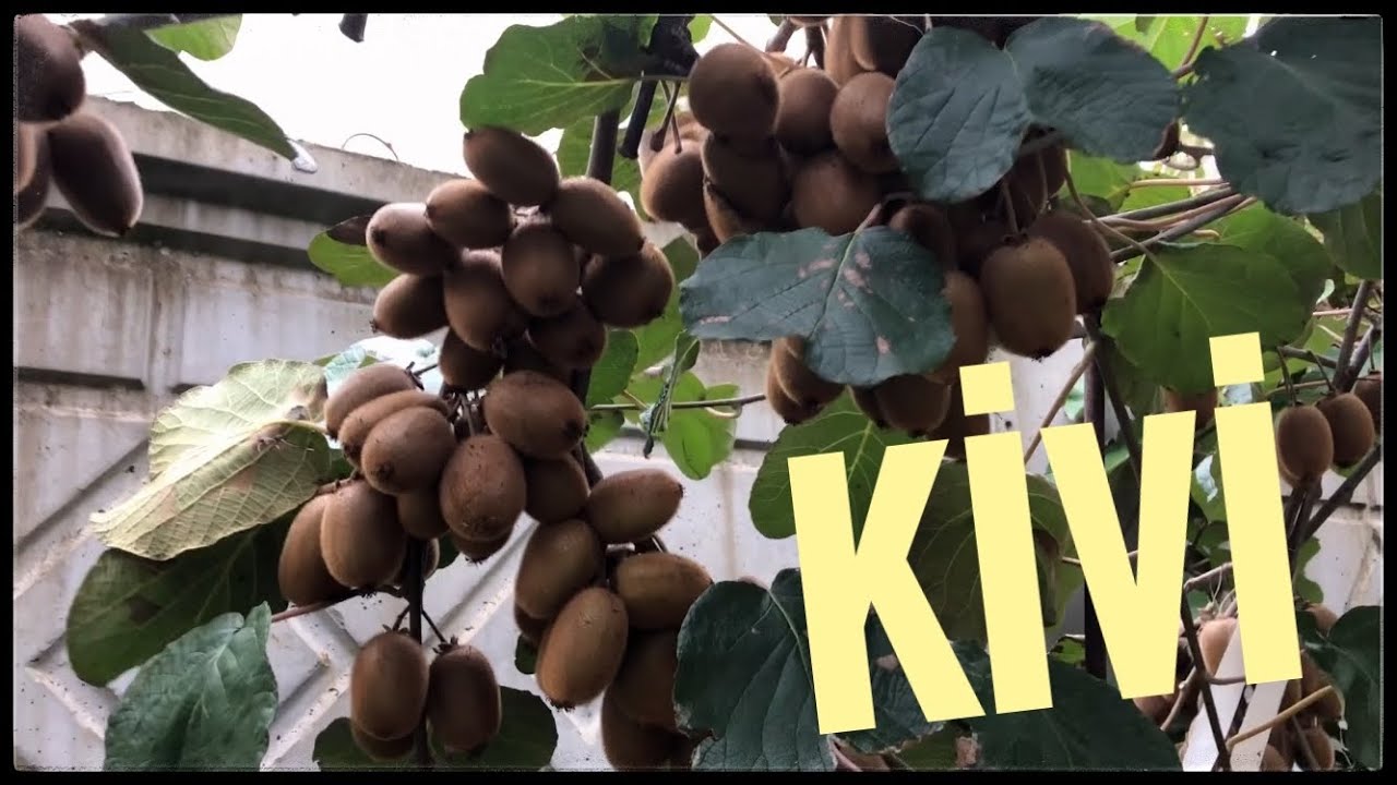 Kivi Nerede Yetişir ? Kivi Nasıl Yetişir?