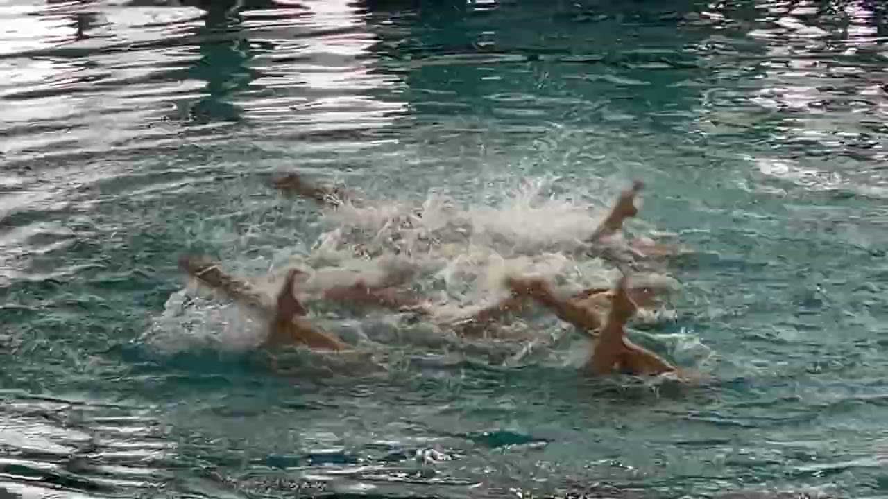 Nuoto Sincronizzato - Assoluto Savona 2022 - Squadra Gis Milano