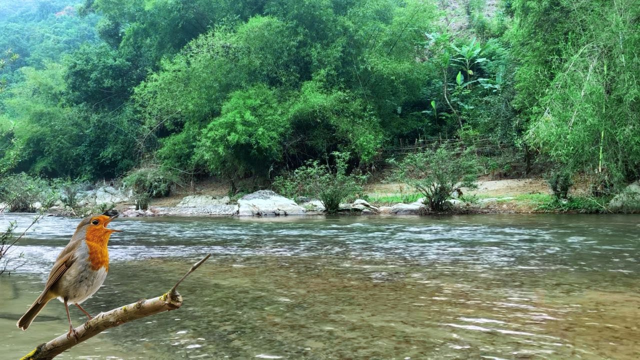 Forest River Sounds - Beautiful Peaceful Country River, Birds Singing in High Tree Branches, Magical