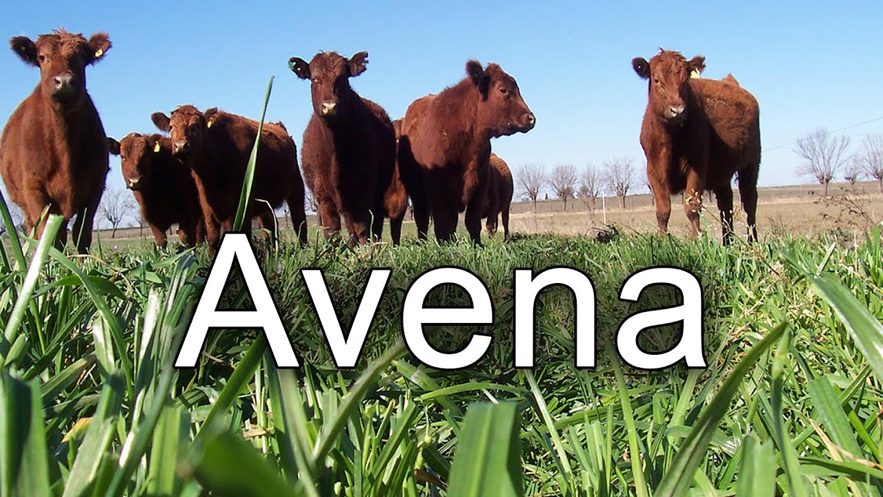 Manejo de malezas en Avena: Herbicidas residuales y preemergentes registrados 🌱🚜