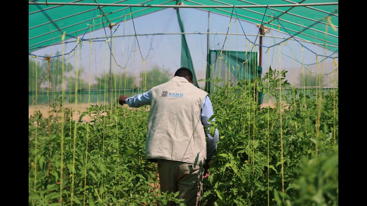 KAALO's efforts to increase the resilience and agricultural productivity of Dharjaalle community.