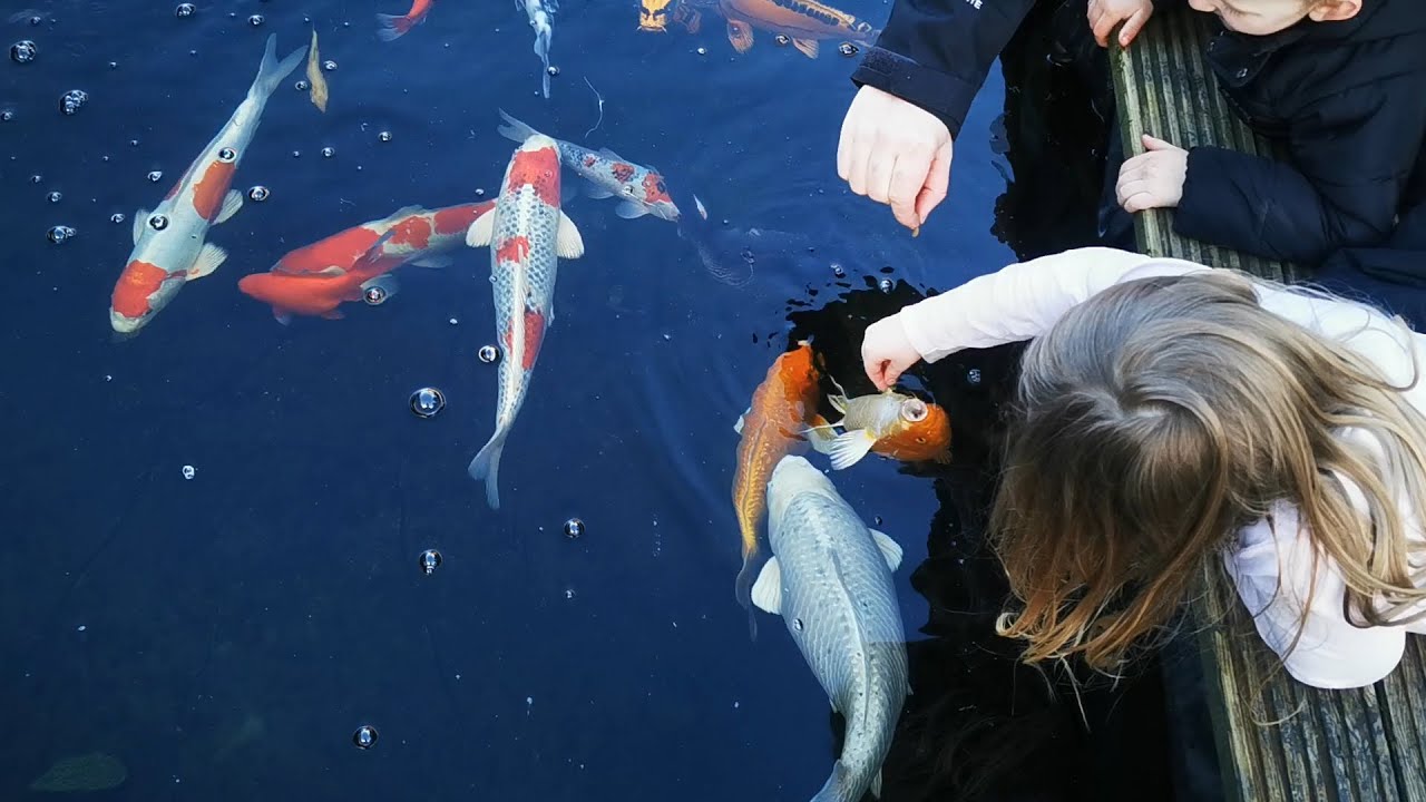 KOI WORLD UNCUT - UNEDITED - TRAINING FISH TO EAT FROM HANDS WITH KIDS