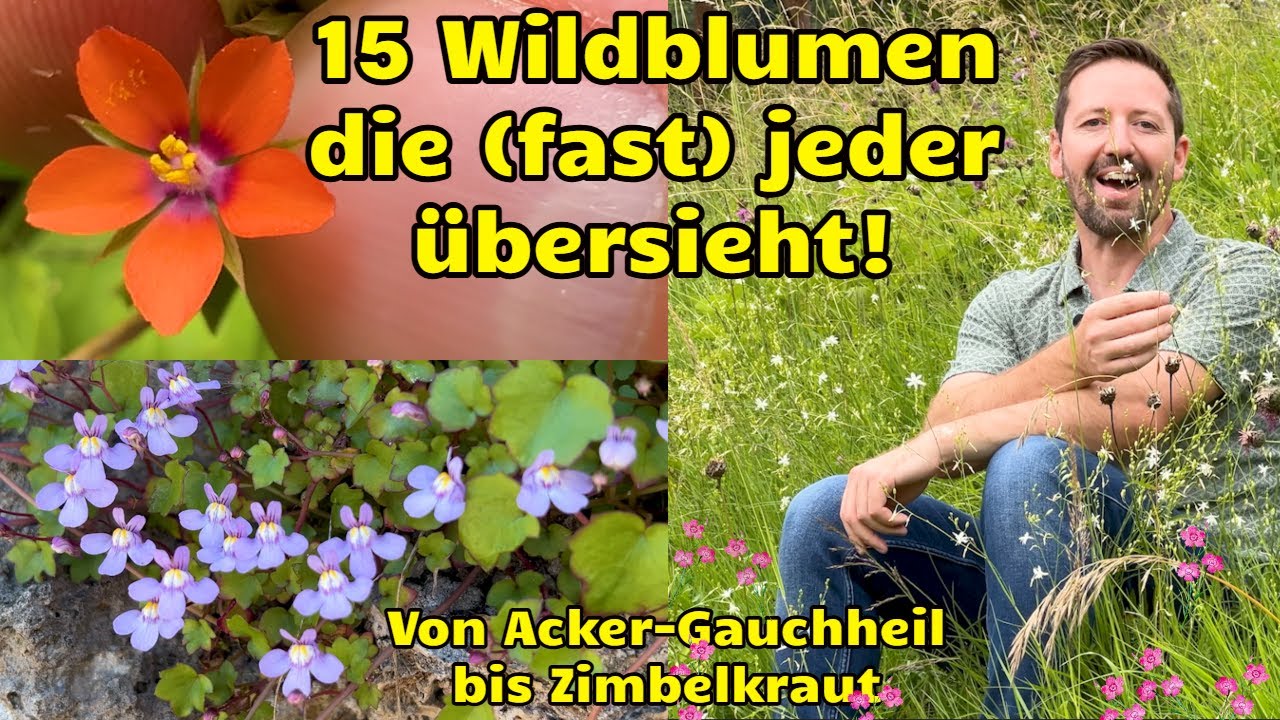 15 Wildblumen die (fast) jeder übersieht! Von Acker-Gauchheil bis Zimbelkraut (Heimische Pflanzen)