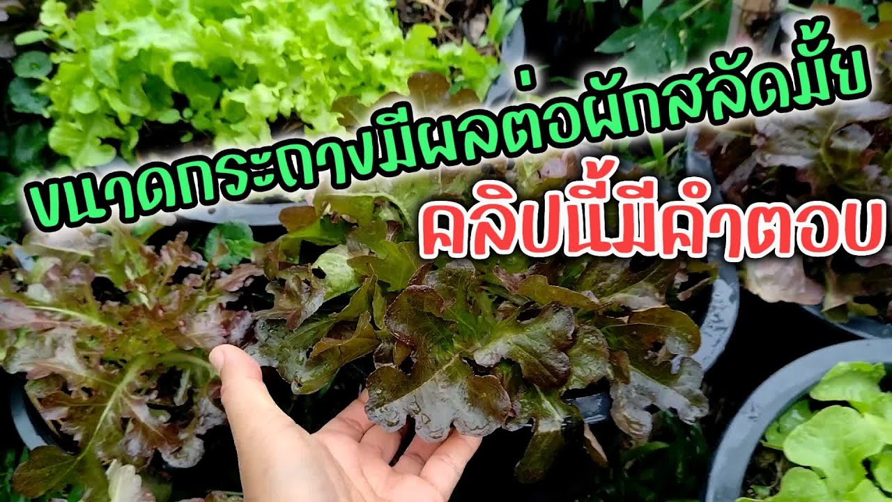ขนาดกระถางมีผลต่อผักสลัดหรือไม่คลิปนี้มีคำตอบ#ปลูกผักสลัด #ปลูกสลัดในกระถาง#เกษตรง่ายๆสไตล์มือใหม่
