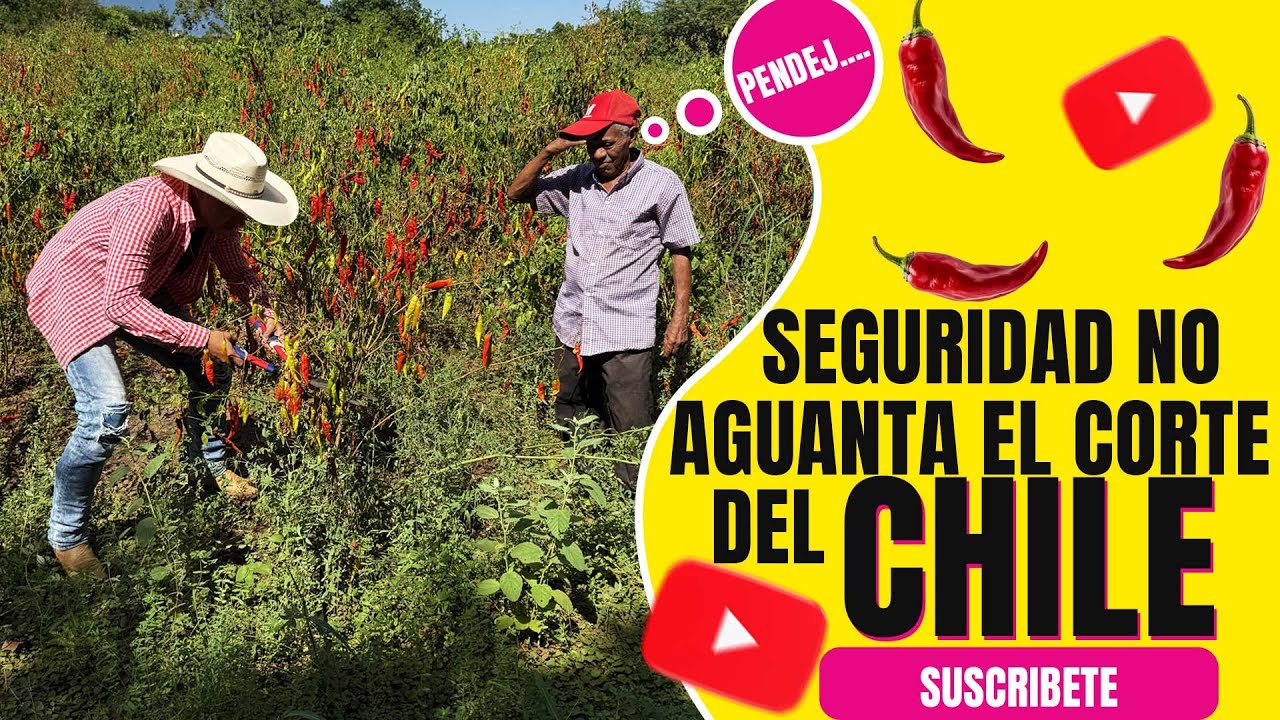 Seguridad no aguanta el corte de Chile