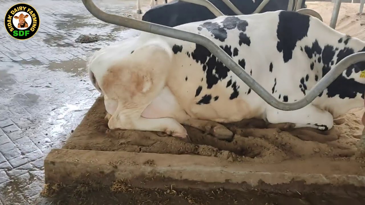 Beautiful shed design for cows, ਬਹੁਤ ਸੋਹਣਾ ਗਾਵਾਂ ਦਾ ਫਾਰਮ