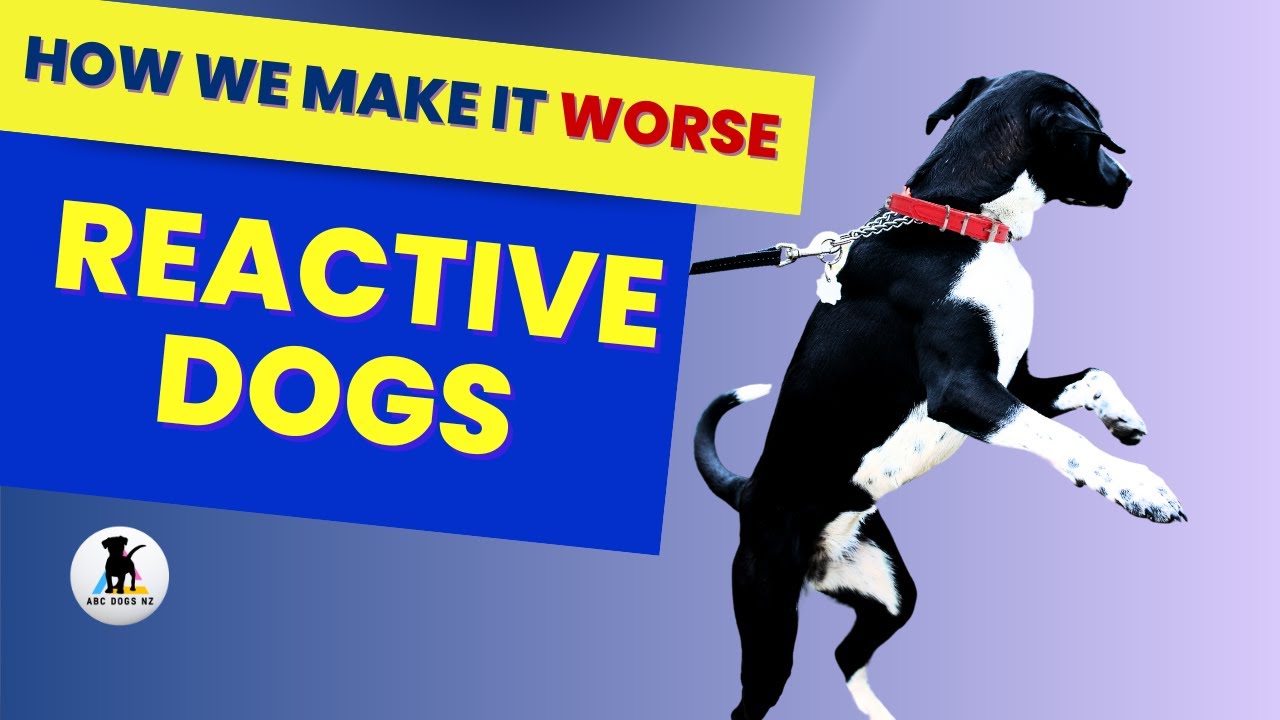 YES we make dog reactivity WORSE. 💥10 ways we increase a dogs reactiveness.